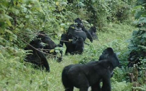 Gorilas de Bwindi