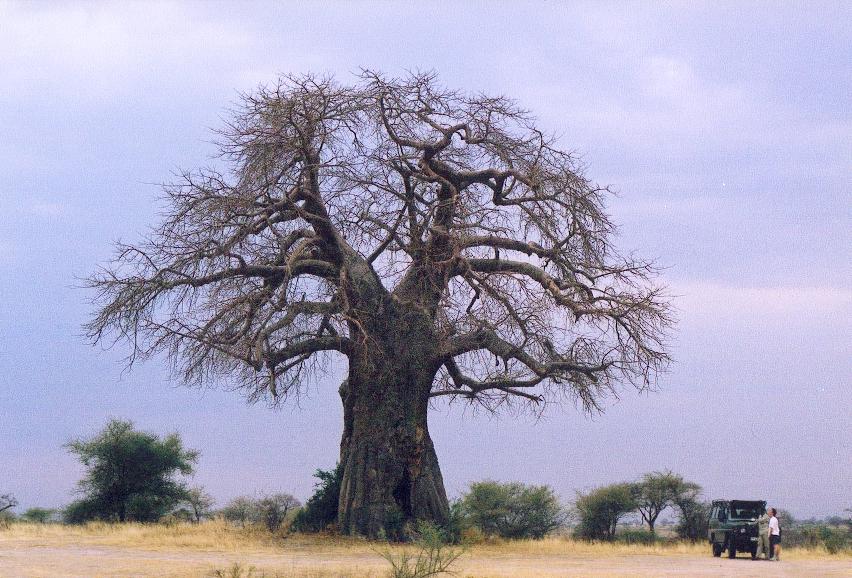 baobab1